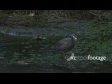 Water Fowl 1 1135